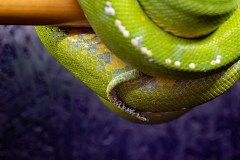 green tree python bite